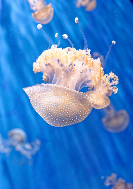 белая пятнистая медуза - phyllorhiza punctata - white spotted jellyfish фотографии стоковые фото и изображения