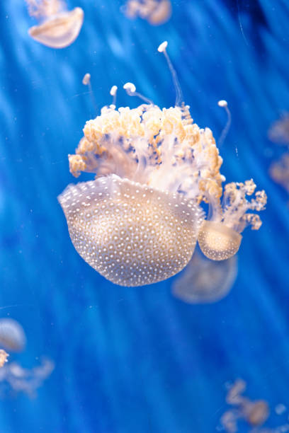 белая пятнистая медуза - phyllorhiza punctata - white spotted jellyfish фотографии стоковые фото и изображения