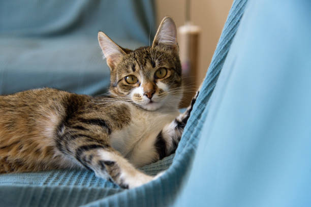 istock cat sitting on a chair in the room 1388378270
