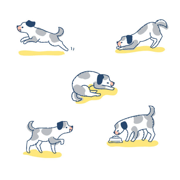 A set of dog variations in various poses Dogs, poses, various things,animal,Pose, movement mixed breed dog stock illustrations