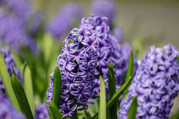 istock Hyacinthus orientalis in bloom 1388378665