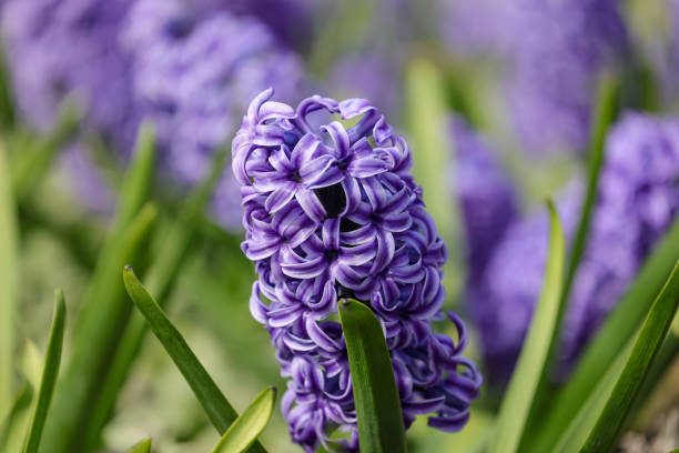 istock Hyacinthus orientalis in bloom 1388378691