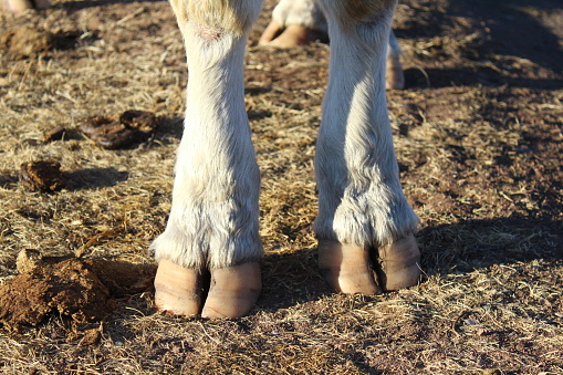 Cow legs hooves close-up. Big adult heifer standing on the farm ground