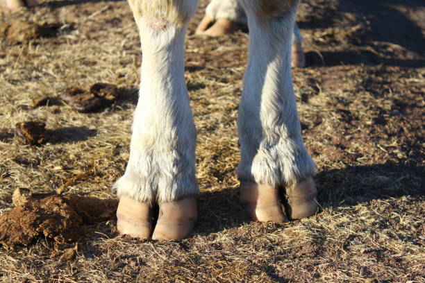 Cow legs hooves close-up. Big adult heifer standing on the farm ground Cow legs hooves close-up. Big adult heifer standing on the farm ground animal limb stock pictures, royalty-free photos & images