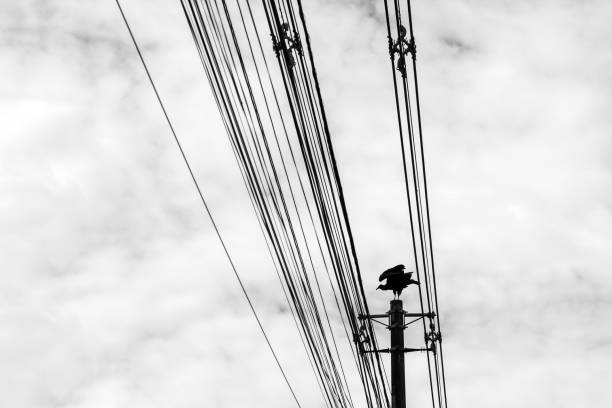 istock Coragyps atratus. 1388379573