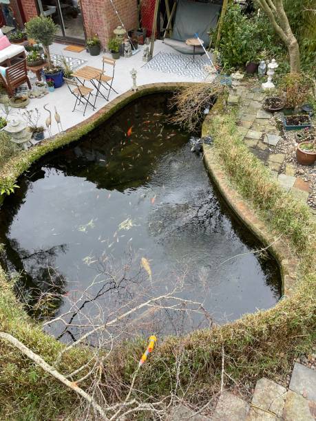 Stock photo showing ornamental Japanese-style garden with outdoor lounge area. Featuring a large expanse of white, interconnecting, white plastic decking tiles with outdoor patterned rug, providing a family space for outdoor furniture besides a koi pond. imagen del exterior de la casa, jardín blanco, interconectado, cubierta de plástico blanco patio por casa con asiento giratorio verde al lado del estanque koi rodeado de seto de bambú, shubunkin y peces carpa koi nadando en agua clara, vista elevada