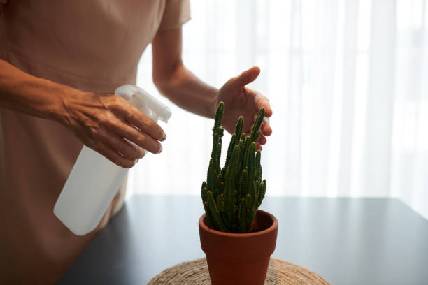 istock Woman Watering Plant 1388380214