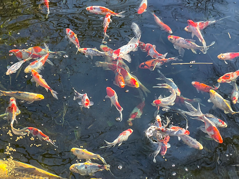 Stock photo showing Chagoi, Kohaku, Sanke and Ogon koi carp feeding on fish food pellets in pond beside calico shubunkin goldfish.