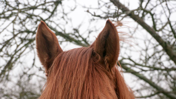 istock Brown horse ears and bang 1388380932