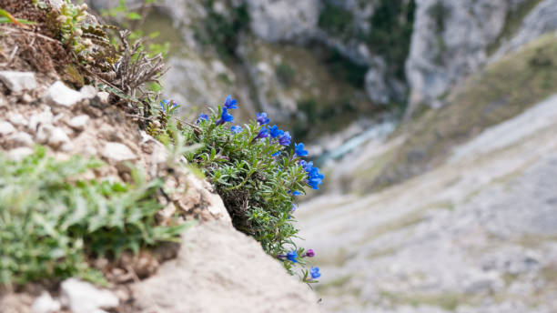 istock Purple wild flowers in a mountain cliffhanger 1388381348