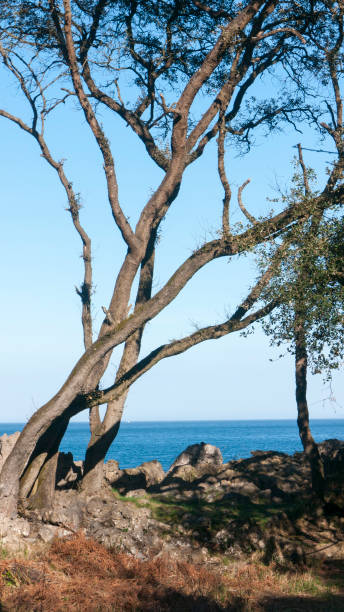 istock Tree by the sea horizon 1388381671