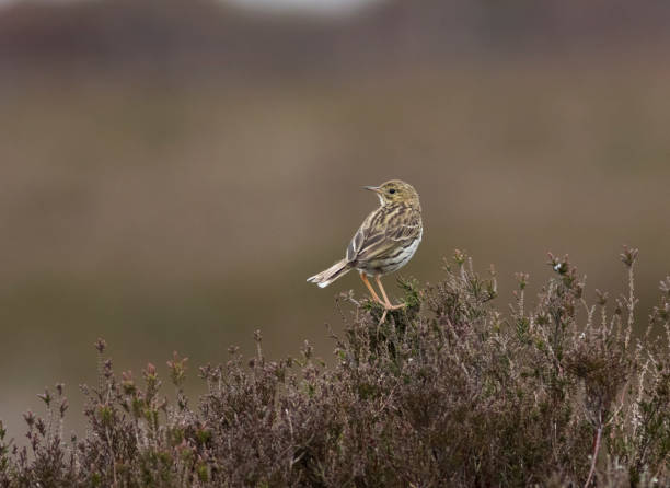 istock Meadow Pipit (anthus pratensis) Perched on Gorse on a High Moor in North Yorkshire 1388382569