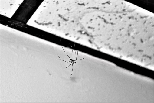 Royalty Free Photograph - Did You Build That Spider Web Up There? - Very Long Legged House Spider Spotted - Most People Hate Spiders in their House - Close Up View Spider Near the Ceiling - Best Insect Photos for Website or Insect Blog or Pest Company Ads