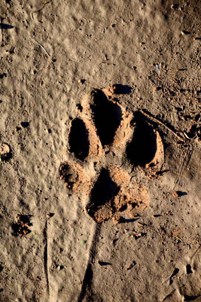 istock Dog's paw prints on the ground after rain, evening. 1388383567