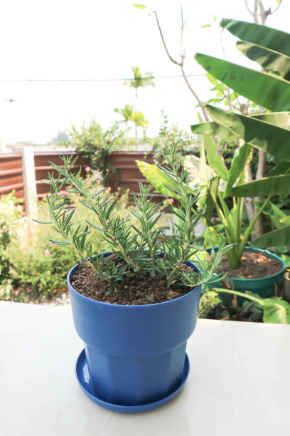 istock rosemary, rosemary plant