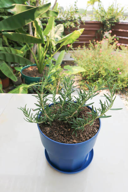 istock rosemary, rosemary plant