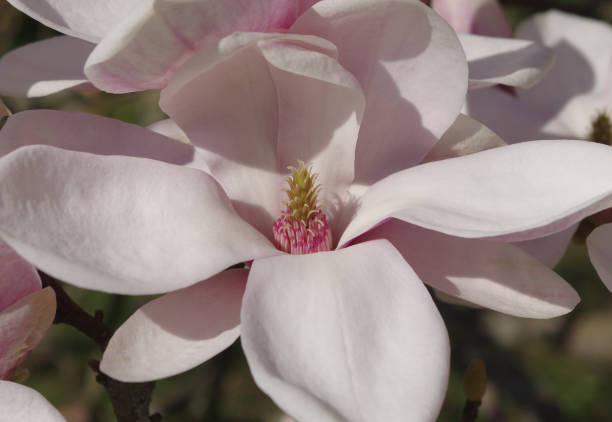 Blossom of magnolia tree stock photo