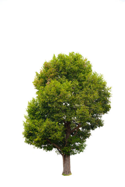 istock Beautifull green tree on a white background in high definition.Tropical tree on white background for architecture designing 1388383808