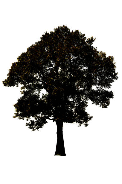 istock black tree silhouettes isolated on white background , silhouette of trees,dead tree from thailand 1388383817
