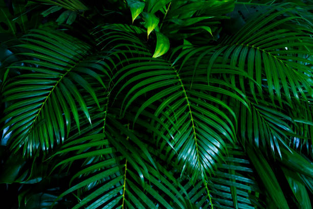 tropical green palm leaf and shadow, abstract natural background, dark tone