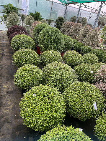 Stock photo showing some box (Buxus sempervirens) plants at a garden centre, being sold in individual plastic flowerpots and clipped as small topiary balls. Boxwood plants are commonly used to create small hedges and topiary specimens, due to their tiny evergreen leaves and compact, bushy habit.