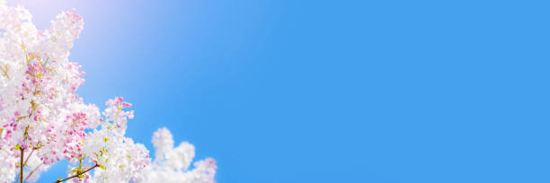 istock White and pink Lilac branches and blue sky background. Beautiful Terry blooming lilac on a summer day. Spring long banner with copy space 1388384183