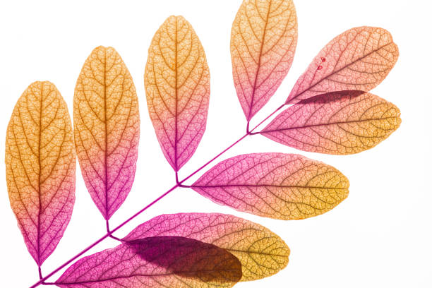 istock Multi colored textures leaves over white background. Flat Lay. Minimal surrealism background 1388385622
