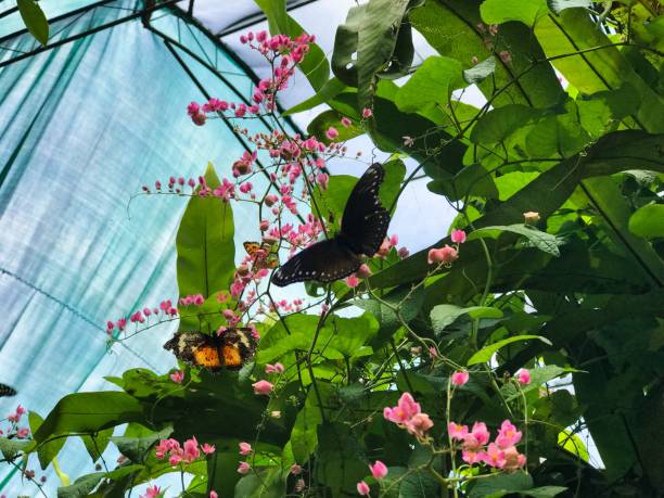 istock 2 butterflies resting on pink flowers 1388385808