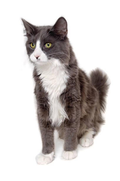 istock Gray cat sitting on a clean white background 1388385949