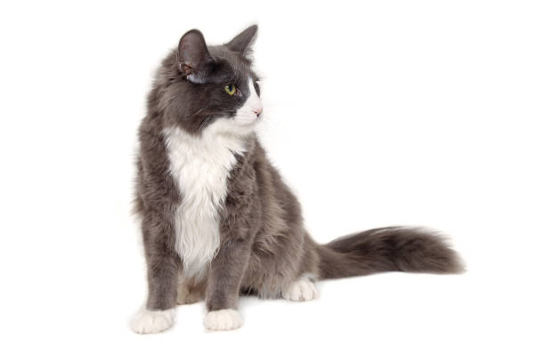 istock Gray cat sitting on a clean white background 1388385976