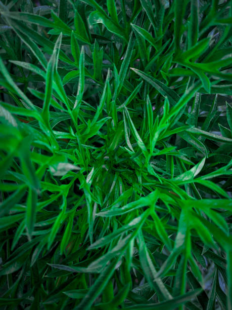 istock Green leaves background, natural abstract background 1388386035