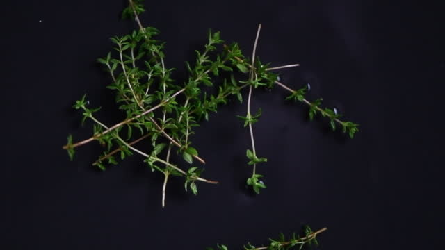 Thyme leaves falling down on black background, top view and slow motion, Thyme is a Mediterranean herb with dietary, medicinal, and ornamental uses.