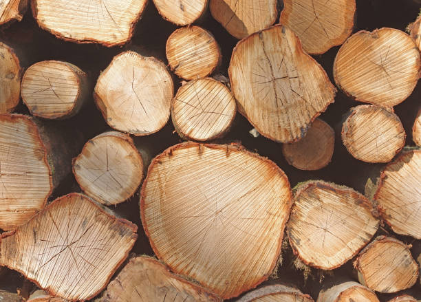 Timber harvest stock photo
