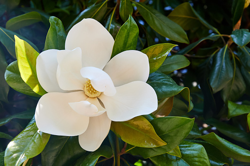 Blooming beautiful magnolia flower on a tree with green leaves