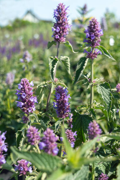 kwitnące wieloletnie niebieskie kwiaty agastache mexicana "blue boa" z bliska. zdjęcie do katalogu roślin centrum ogrodniczego lub szkółki roślin. uprawa, sprzedaż i gardining kwiatów. - rock garden zdjęcia i obrazy z banku zdjęć