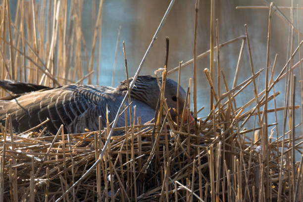 istock Greylag geese on it's nest 1388387868