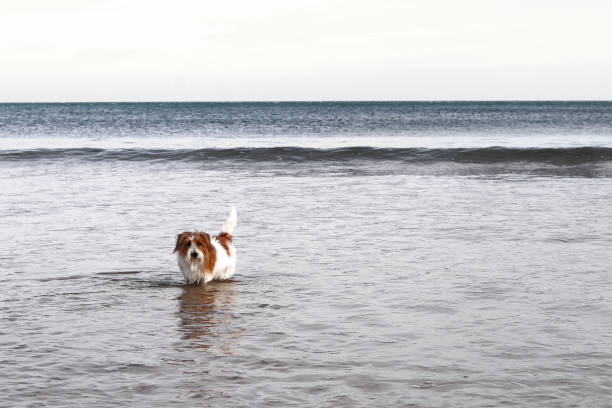 istock Dogs playing on the beach 1388387925