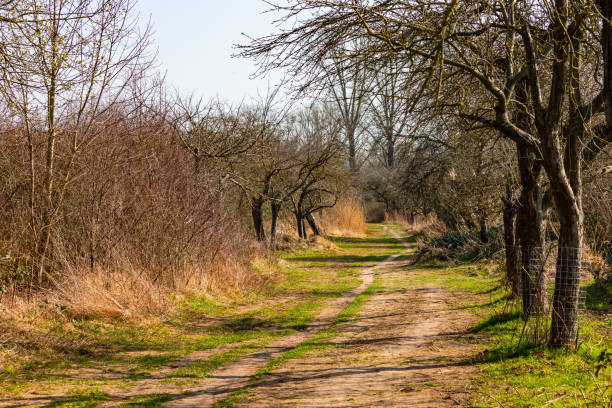 A single trail between trees and bushes in a rural area in hazy sunshine