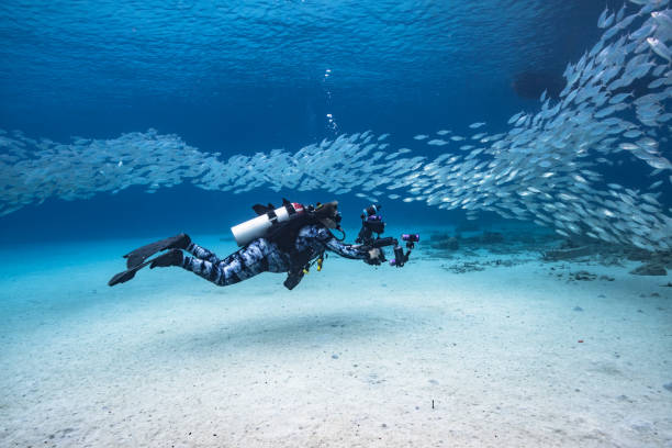 bola da isca/escola dos peixes na água de turquesa do recife coral no mar das caraíbas/ curaçao - mergulhar para o chão - fotografias e filmes do acervo