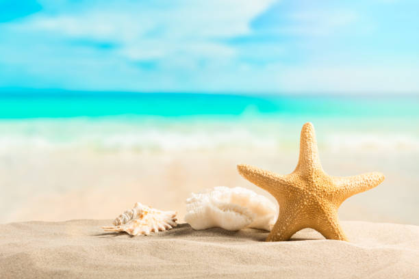 istock Summer beach with starfish and shells. Background sea. 1388388925