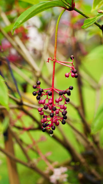 istock medinilla speciosa 1388389628