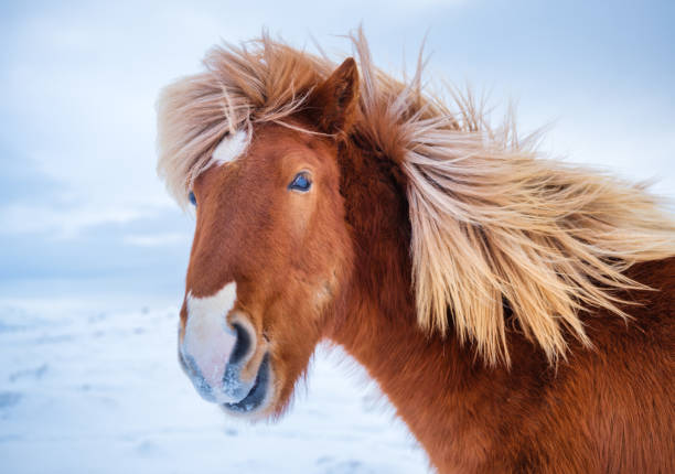 cavalos na islândia. cavalos selvagens em grupo. cavalos no westfjord na islândia. composição com animais selvagens. imagem de viagem - horse iceland winter snow - fotografias e filmes do acervo