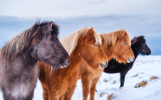 caballos en islandia. caballos salvajes en grupo. caballos en el fiordo oeste en islandia. composición con animales salvajes. viaje -imagen - horse iceland winter snow fotografías e imágenes de stock