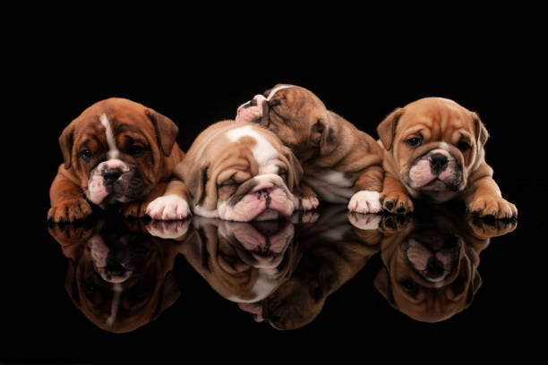 english bulldog puppies - english bulldog imagens e fotografias de stock