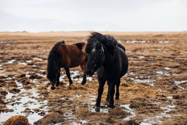 caballos islandeses en invierno islandia en tierras de cultivo cubiertas de nieve - horse iceland winter snow fotografías e imágenes de stock