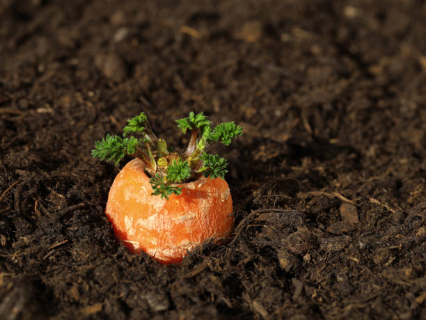 seções de cenoura no solo brotam verde novamente, propagação vegetal através de recrescimento, reciclagem de resíduos vegetais - regrow - fotografias e filmes do acervo