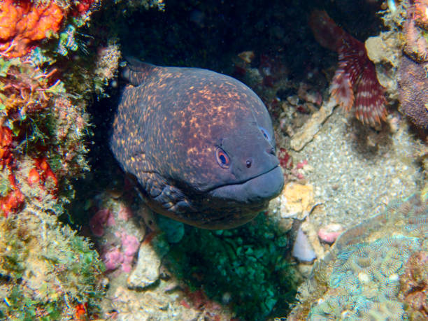 istock Dreamy coral reef and sea eel 1388391729