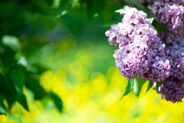 Delicate lilac on green, natural background, space for text, postcard