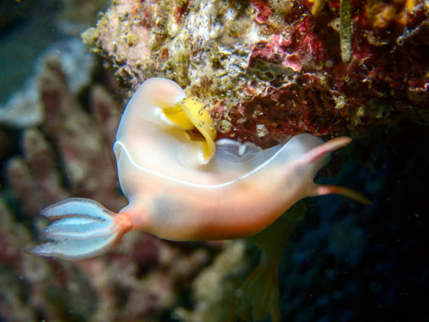 istock Dreamy coral reef and sea slug 1388392002