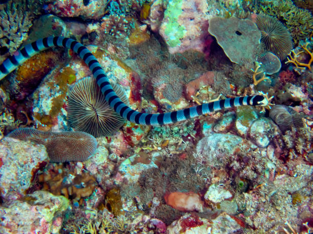 istock Dreamy coral reef and its animals 1388392163